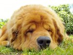 tibetan mastiff